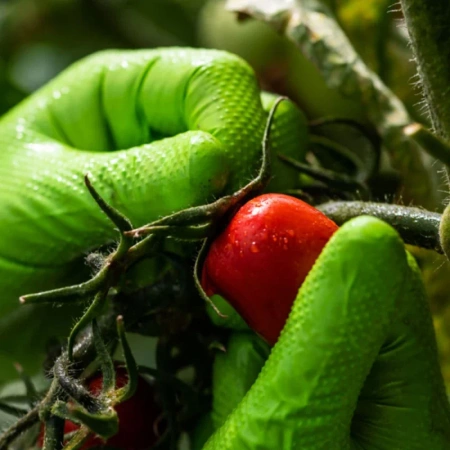 Rękawiczki nitrylowe L zielone Mercator Gogrip green 50szt karton 10op